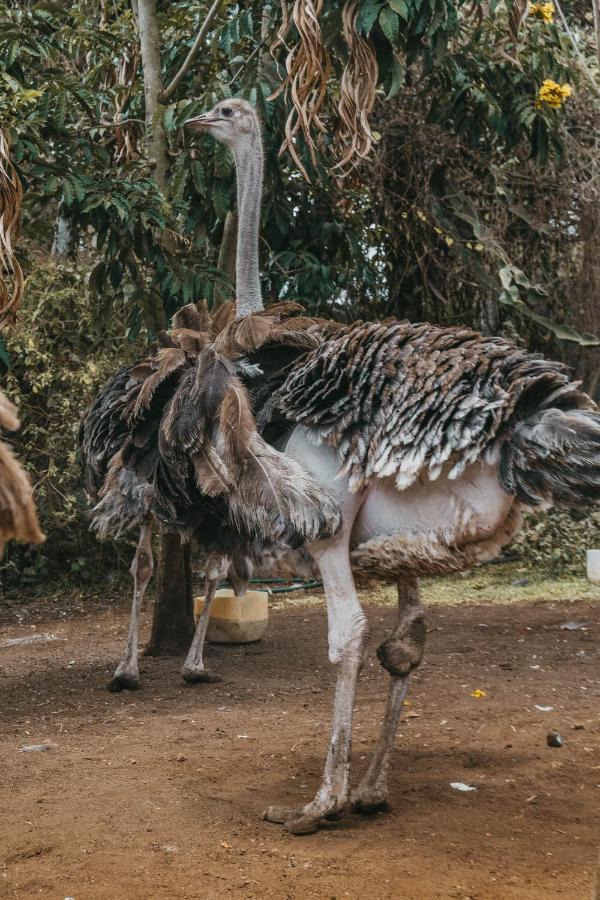Saab Royale Resort Kajiado ภายนอก รูปภาพ